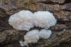 Attēlu rezultāti vaicājumam “Reticularia lycoperdon young”