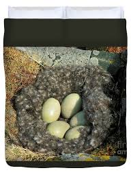 Attēlu rezultāti vaicājumam “Somateria mollissima”