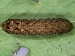 Attēlu rezultāti vaicājumam “Comatricha pulchella stalked”