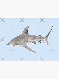 Image result for Carcharhinus leucas
