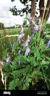 Image result for Wicke