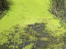 Attēlu rezultāti vaicājumam “Lemna gibba”