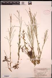 Attēlu rezultāti vaicājumam “Arabis hirsuta flower”