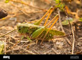 Attēlu rezultāti vaicājumam “Decticus verrucivorus nymph”