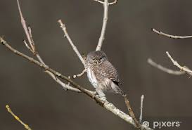 Attēlu rezultāti vaicājumam “Glaucidium passerinum”