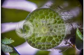 Attēlu rezultāti vaicājumam “Hippuris vulgaris leaf”