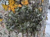 Attēlu rezultāti vaicājumam “Pleurosticta acetabulum”