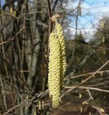 Attēlu rezultāti vaicājumam “Corylus avellana male flower”