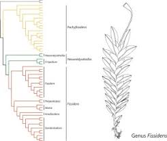 Attēlu rezultāti vaicājumam “Fissidens bryoides sporophyte”