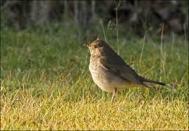 Image result for Catharus minimus