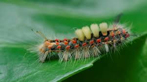 Attēlu rezultāti vaicājumam “Orgyia antiqua”