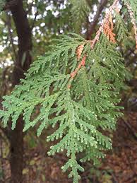 Attēlu rezultāti vaicājumam “Thuja occidentalis leaf”