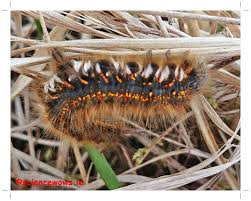 Attēlu rezultāti vaicājumam “Euthrix potatoria imago”