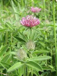 Attēlu rezultāti vaicājumam “Trifolium alpestre leaf”
