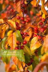 Attēlu rezultāti vaicājumam “Malus baccata fruit”