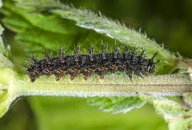 Attēlu rezultāti vaicājumam “Araschnia levana larva”