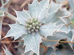 Attēlu rezultāti vaicājumam “Eryngium maritimum bud”