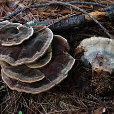 Attēlu rezultāti vaicājumam “Onnia tomentosa”