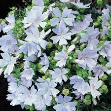 Image result for Malva moschata