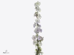 Attēlu rezultāti vaicājumam “Consolida regalis flower”