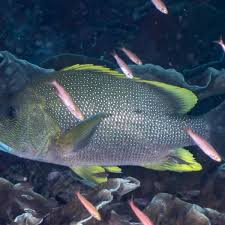 Image result for Lutjanus jocu