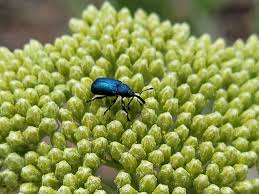 Attēlu rezultāti vaicājumam “Magdalis sp.”