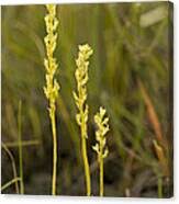 Attēlu rezultāti vaicājumam “Hammarbya paludosa”