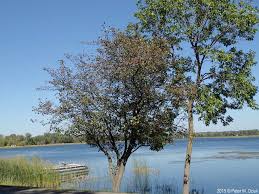 Attēlu rezultāti vaicājumam “Crataegus submollis”
