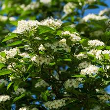 Attēlu rezultāti vaicājumam “Crataegus persimilis”