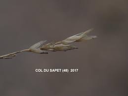 Attēlu rezultāti vaicājumam “Danthonia decumbens”