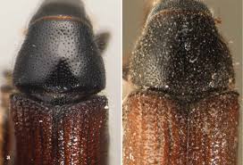 Attēlu rezultāti vaicājumam “Tomicus minor”