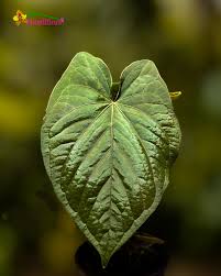 Attēlu rezultāti vaicājumam “Anthyllis maritima leaf”