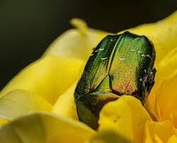 Attēlu rezultāti vaicājumam “Potosia cuprea imago”