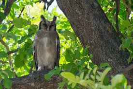 Attēlu rezultāti vaicājumam “Strigiformes”