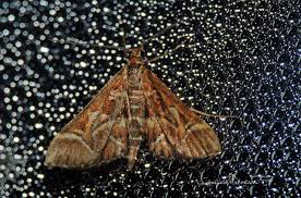 Attēlu rezultāti vaicājumam “Diasemia reticularis”