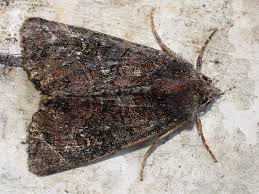 Attēlu rezultāti vaicājumam “Oligia sp.”