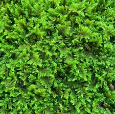 Attēlu rezultāti vaicājumam “Hypnum”