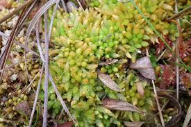 Attēlu rezultāti vaicājumam “Sphagnum papillosum”