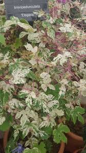 Attēlu rezultāti vaicājumam “Ampelopsis glandulosa var. brevipedunculata”