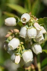 Attēlu rezultāti vaicājumam “Vaccinium myrtillus flower”