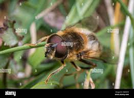 Attēlu rezultāti vaicājumam “Eristalis sp.”