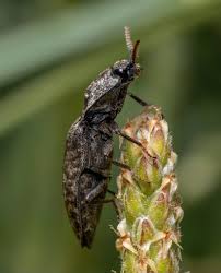 Attēlu rezultāti vaicājumam “Agrypnus murinus”