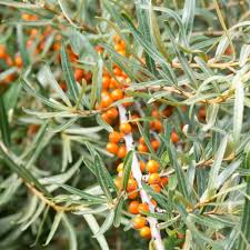 Attēlu rezultāti vaicājumam “Hippophae rhamnoides leaf”