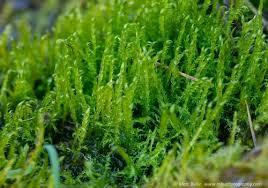 Attēlu rezultāti vaicājumam “Drepanocladus aduncus var. polycarpon”