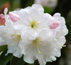 Attēlu rezultāti vaicājumam “Rhododendron sichotense flower”