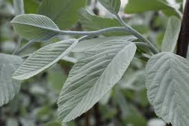 Attēlu rezultāti vaicājumam “Sorbus aria”