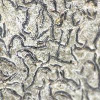 Attēlu rezultāti vaicājumam “Graphis scripta”