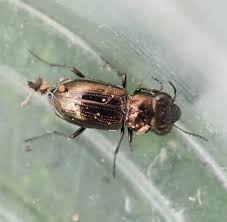 Attēlu rezultāti vaicājumam “Notiophilus palustris”