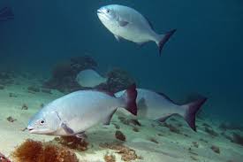 Image result for Kyphosus