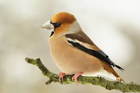 Attēlu rezultāti vaicājumam “Coccothraustes coccothraustes”